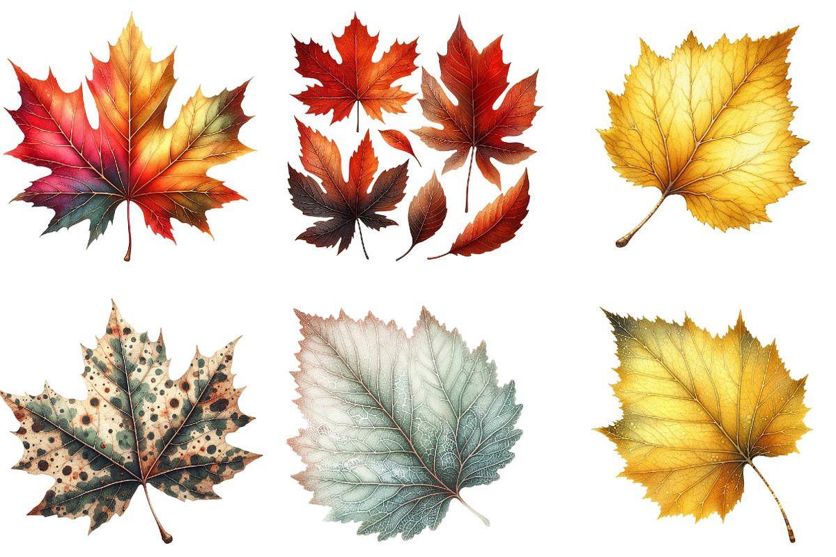 Watercolor Autumn Leaf Clipart, an Illustration by DreamArtGraphic (Photo 5 of 6)