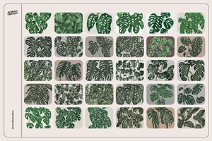 Monstera Tropical Collection