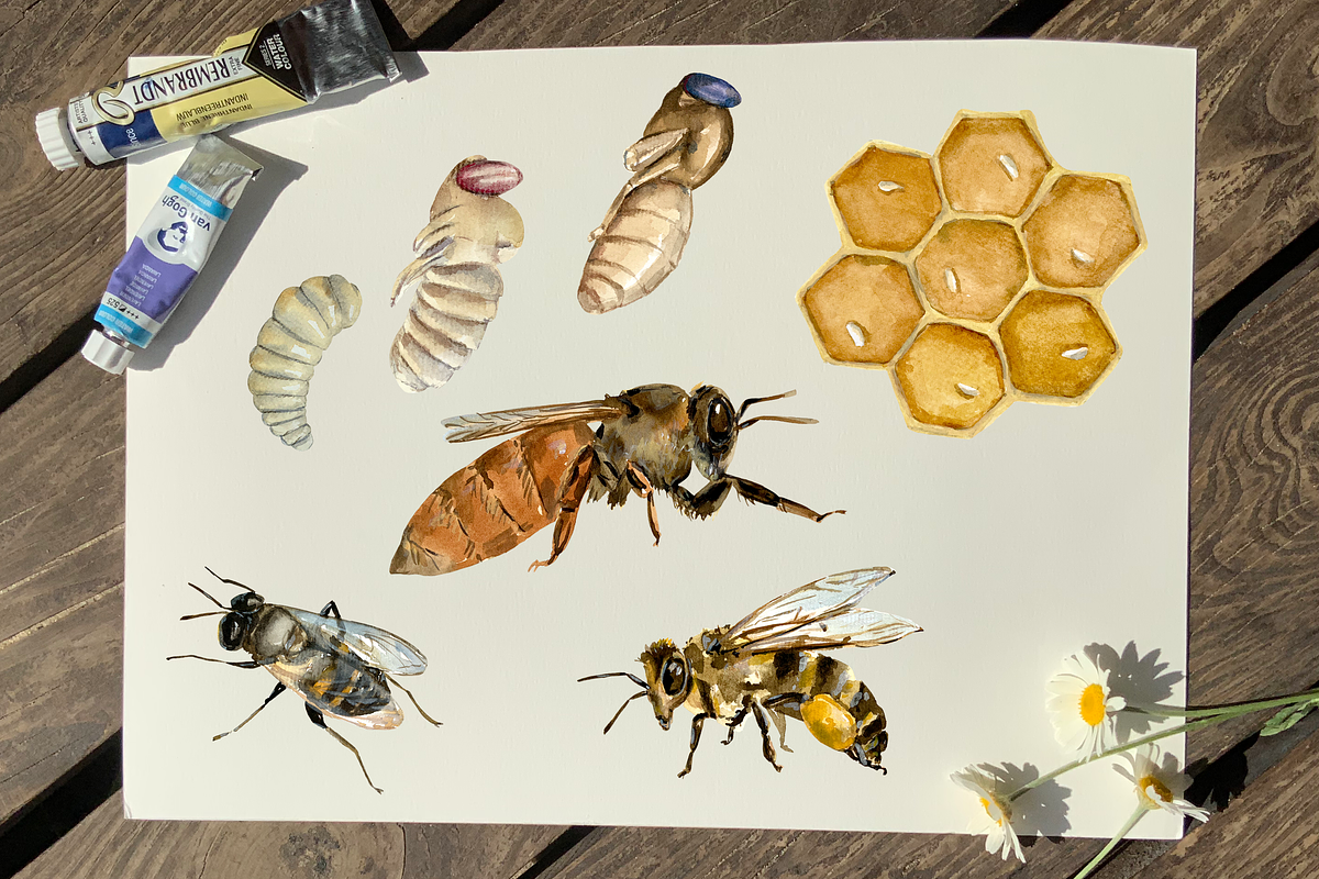 Bee Life Cycle Clip Art and Print, an Education Illustration by Tati Bordiu (Photo 2 of 3)
