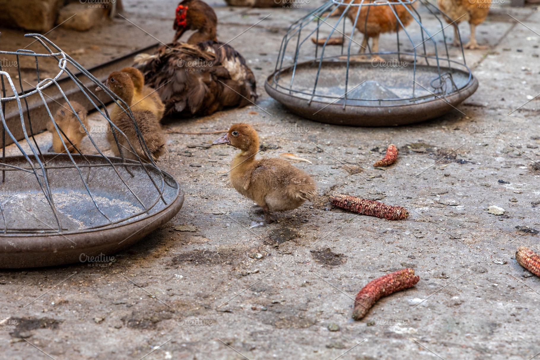Ducklings on Rural Farmyard, an Animal Photo by Ales Munt