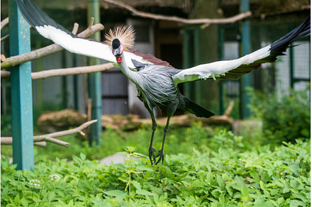 African grey crown crane flies with, an Animal Photo by COLORFUL