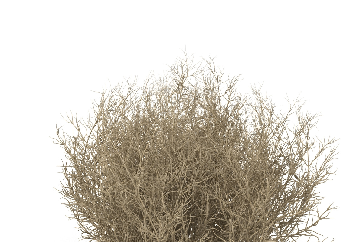 Tumbleweed, an Environmental 3D Model by AndrewWhite (Photo 4 of 9)