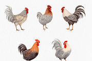 Watercolor chicken clipart, an Object Graphic by MyLittleMeow (Thumbnail 13 of 18)