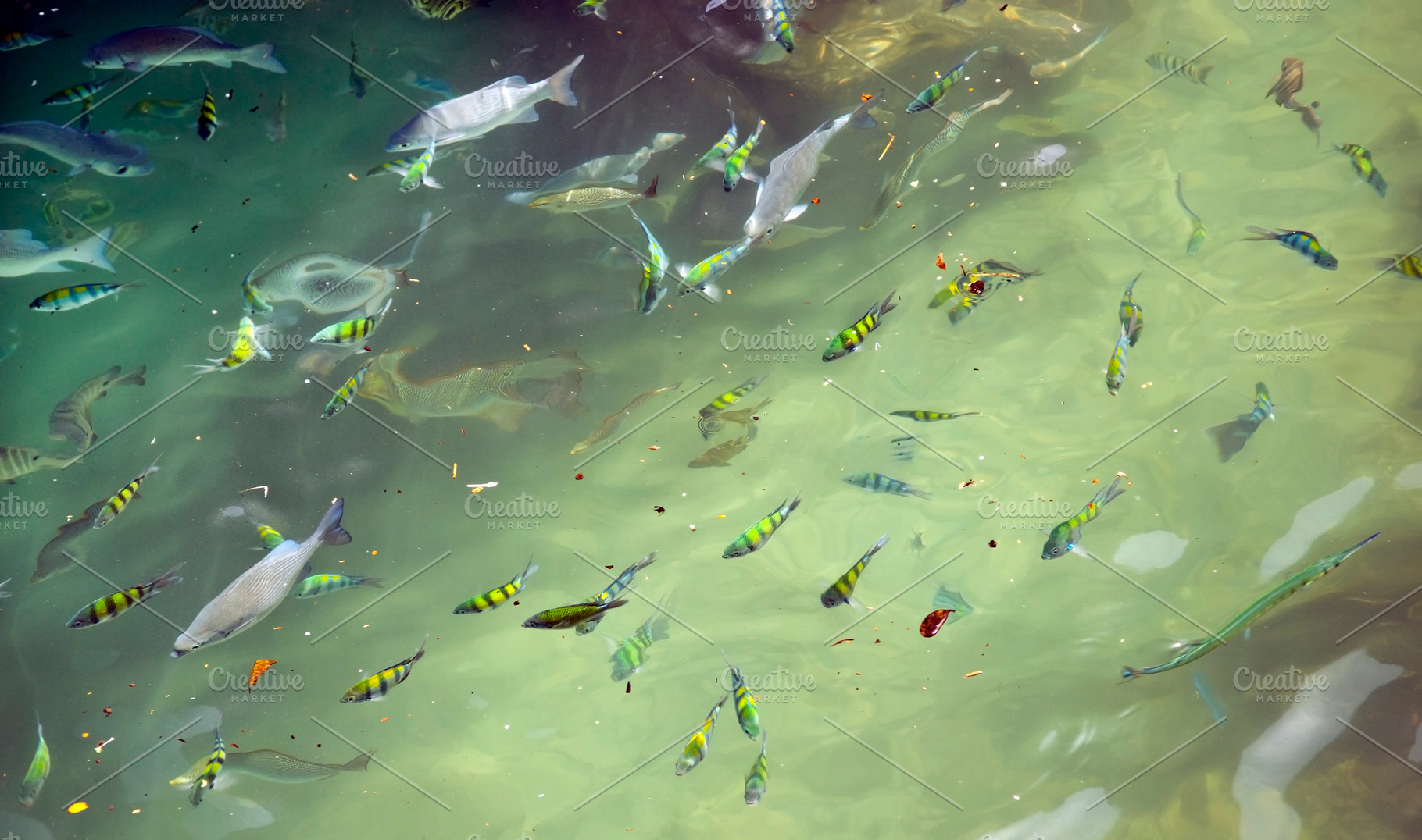 Fish, an Animal Photo by THP Creative