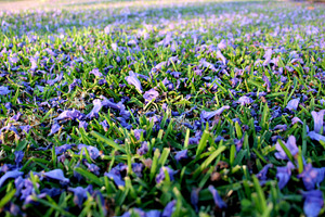 Fallen Blossoms