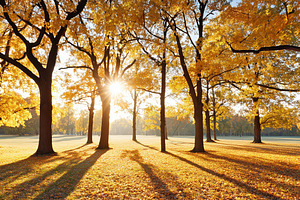 Beautiful autumn scene tall trees, a Nature Photo by MistyDay