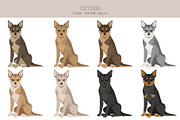 Coydog. Coyote - Domestic dog mix, an Animal Illustration by pet design shop (Thumbnail 3 of 6)