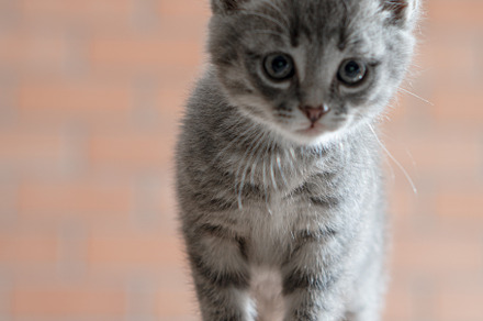 Little gray kitten plays