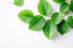 Fresh green leaves on white background, a Nature Photo by AlyaAnd