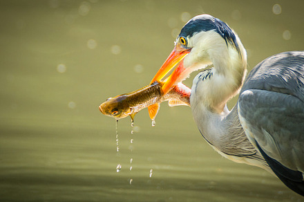 A Grey Heron Fishing
