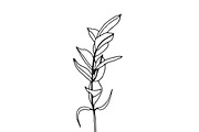Palm Leaves svg, Botanical png, a Decorative Illustration by Watercolor_Vector Graphic (Thumbnail 10 of 25)