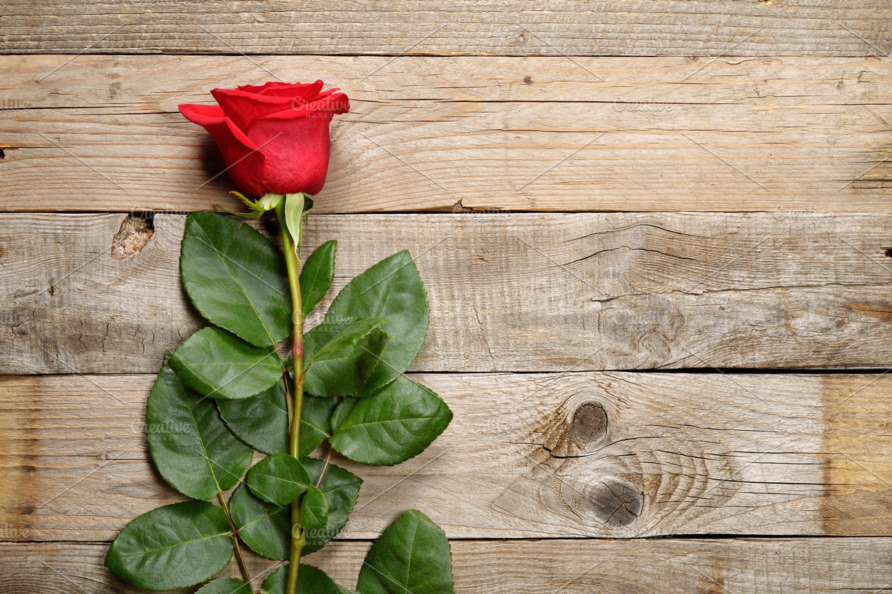 Red rose