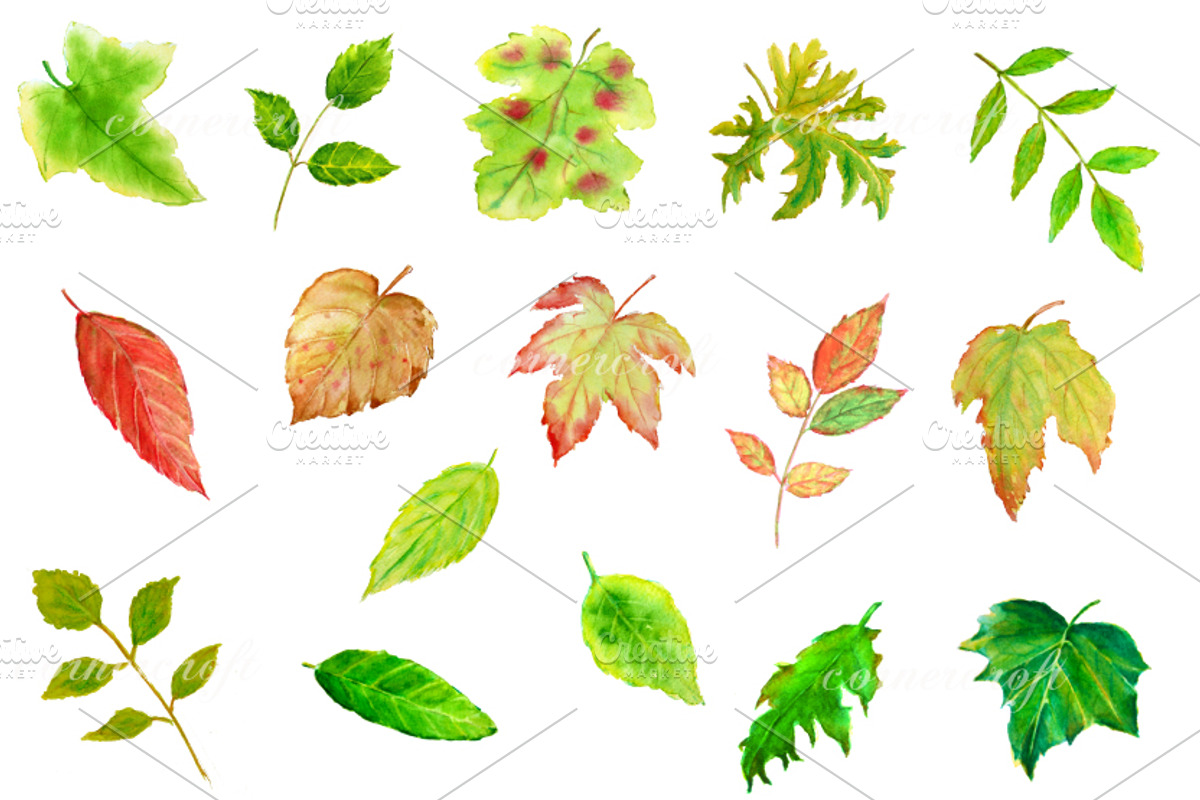 Watercolor Leaves Clipart