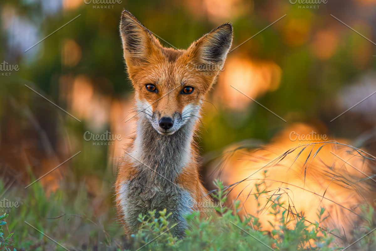 Red Kit Fox, an Animal Photo by ryancartermedia (Photo 3 of 3)