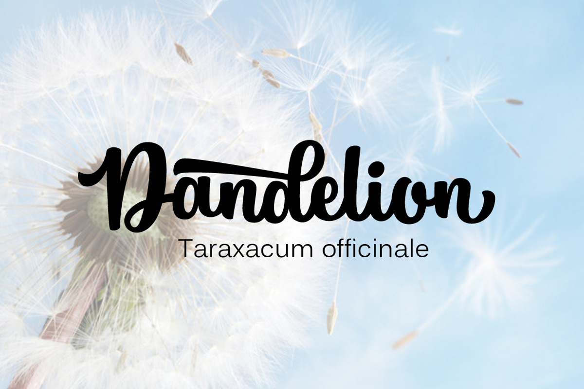Pathout Script, a Script Font by Graptail (Photo 9 of 9)