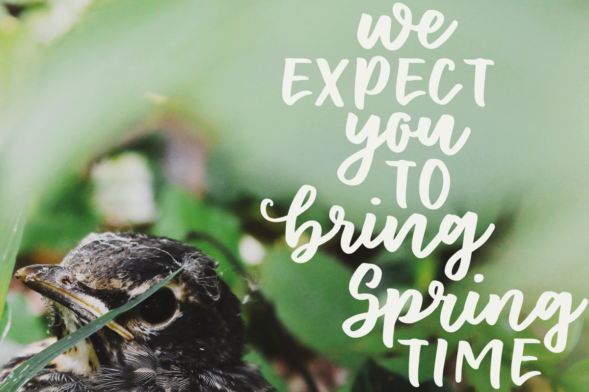Floret brush font family preview 2
