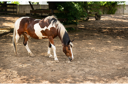 Dark bay horse in paddock on a sunny, a Nature Photo by Artsaba Family