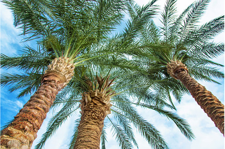 Palm leaves against the sky, a Nature Photo by yanadjana