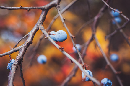 Blackthorn berries