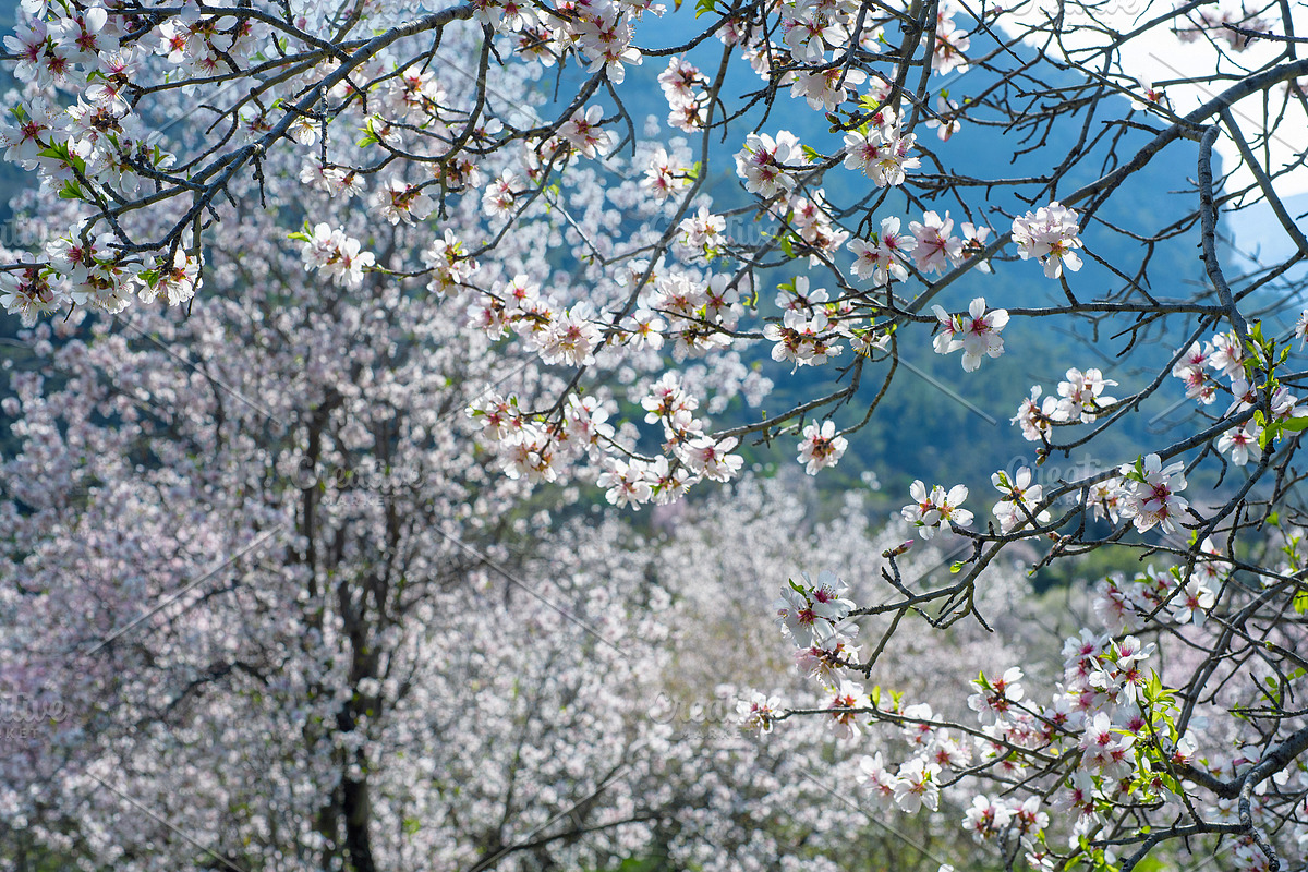 Blossoming almond trees, a Nature Photo by Fruits+Veggies (Photo 17 of 17)