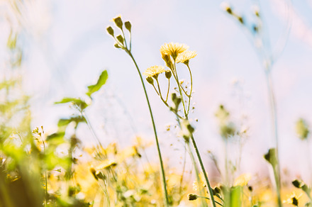 Detail of spring flowers containing spring, flowers, and flower, a Nature Photo by OSORIOartist