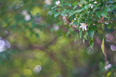 Flowers on bokeh blur background containing flower, bokeh, and meadow