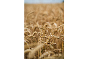 Golden wheat ears stand tall in a, a Nature Photo by volodymyrshtun13795