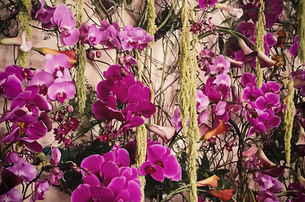Floral Photo Art • v34, a Nature Photo by Alexander BLOOMS
