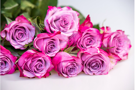 Bouquet of purple roses on white, a Nature Photo by COLORFUL