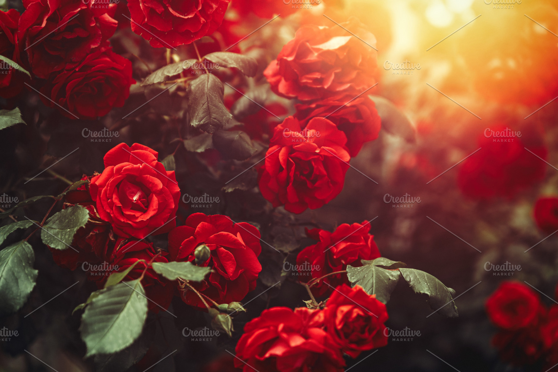 Red rose bush growing in garden containing life wall, flowerscape, and sunrise, a Nature Photo by Tinyakov Story