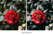 Abloom Lightroom Mobile Presets, a Preset Add-On by VEER (Thumbnail 4 of 10)