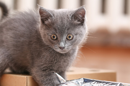 Small gray kitten with yellow eyes. Long-haired cute a cat., an Animal Photo by Detriana