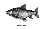Fish collection, part 2, a Food Illustration by ZotovShop (Thumbnail 3 of 11)