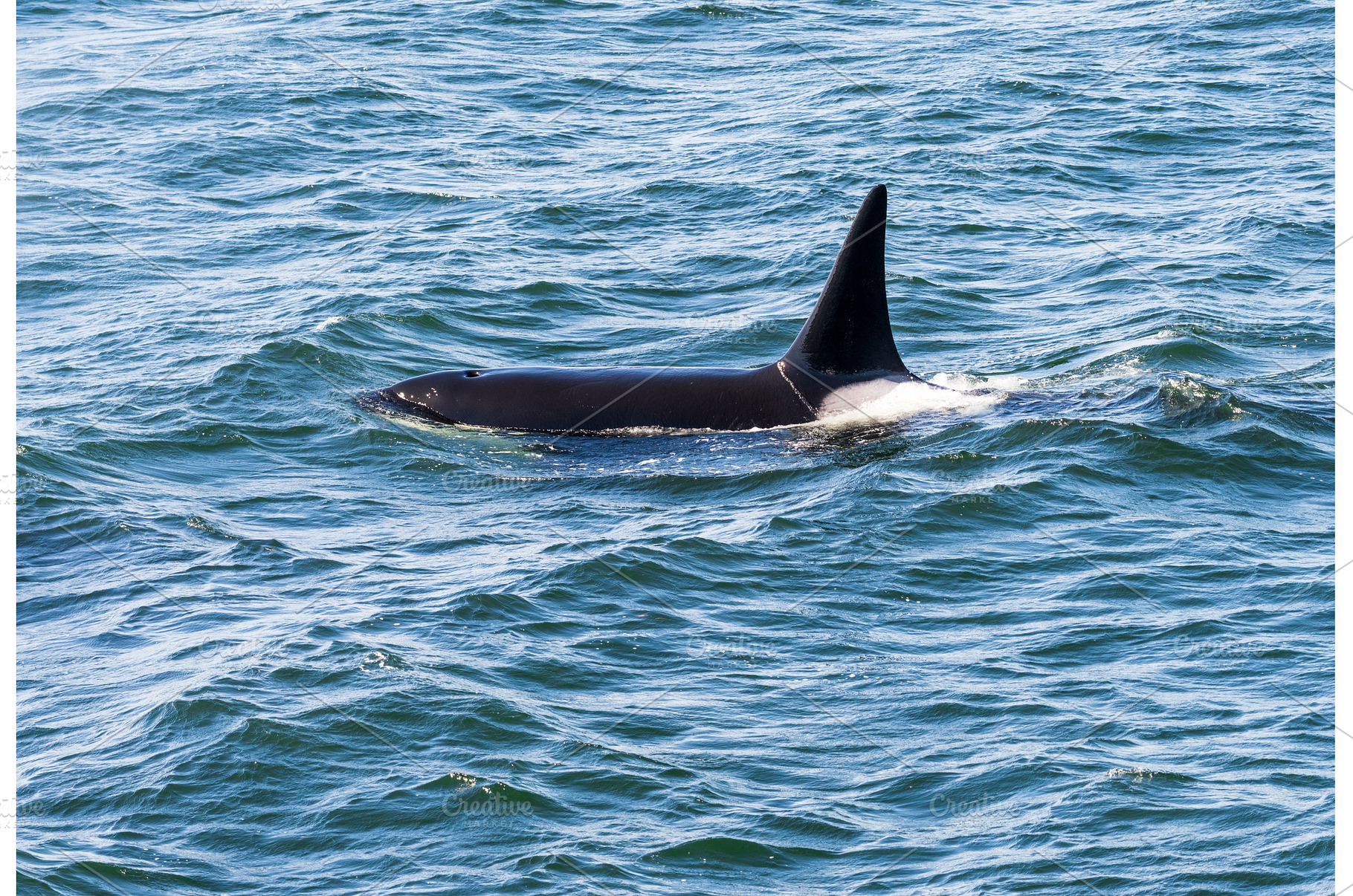 Single mael orca whale swimming in, an Animal Photo by Backyard Stock