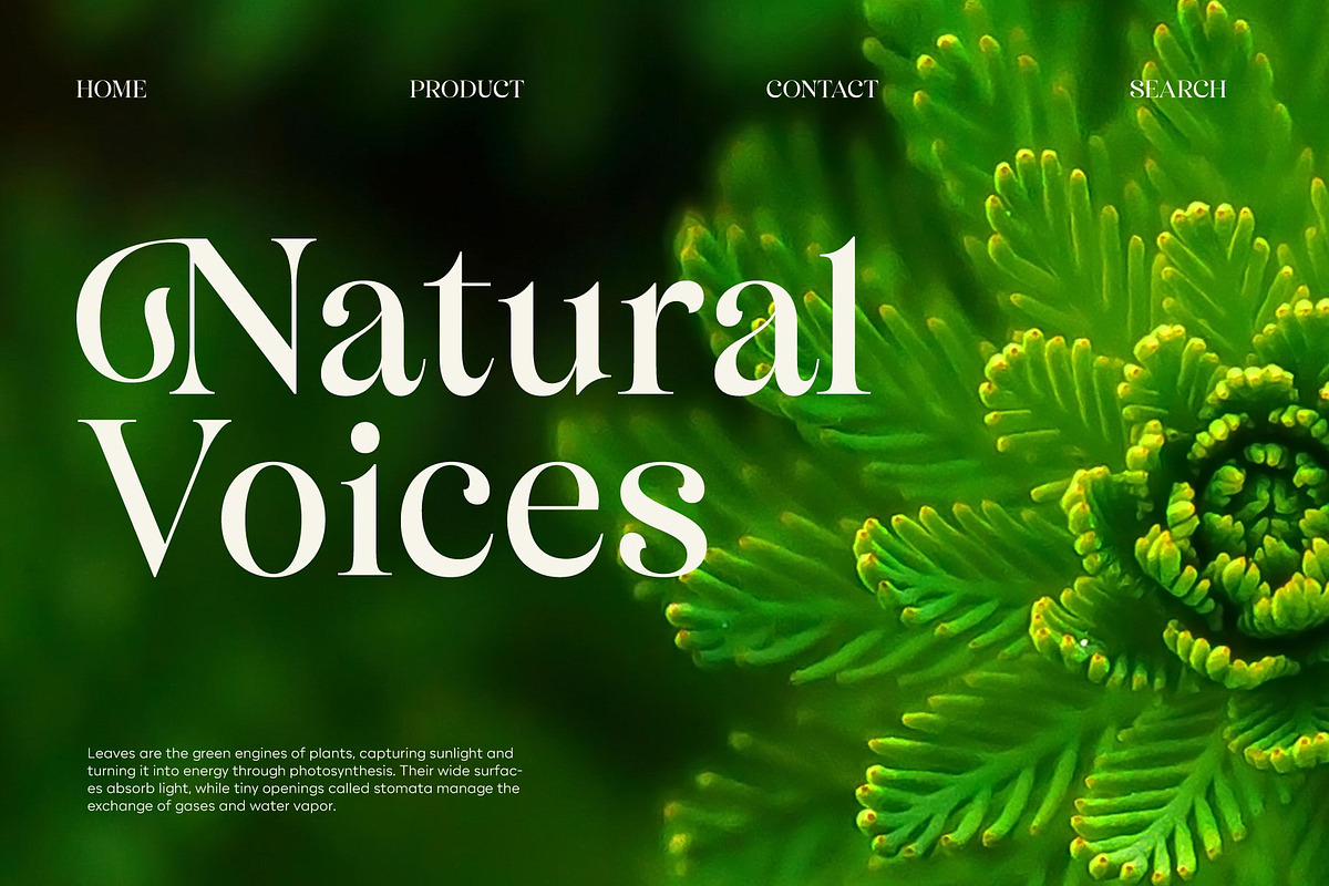 Bisquine; Display Serif Font, a Serif Font by Eko Bimantara (Photo 6 of 8)