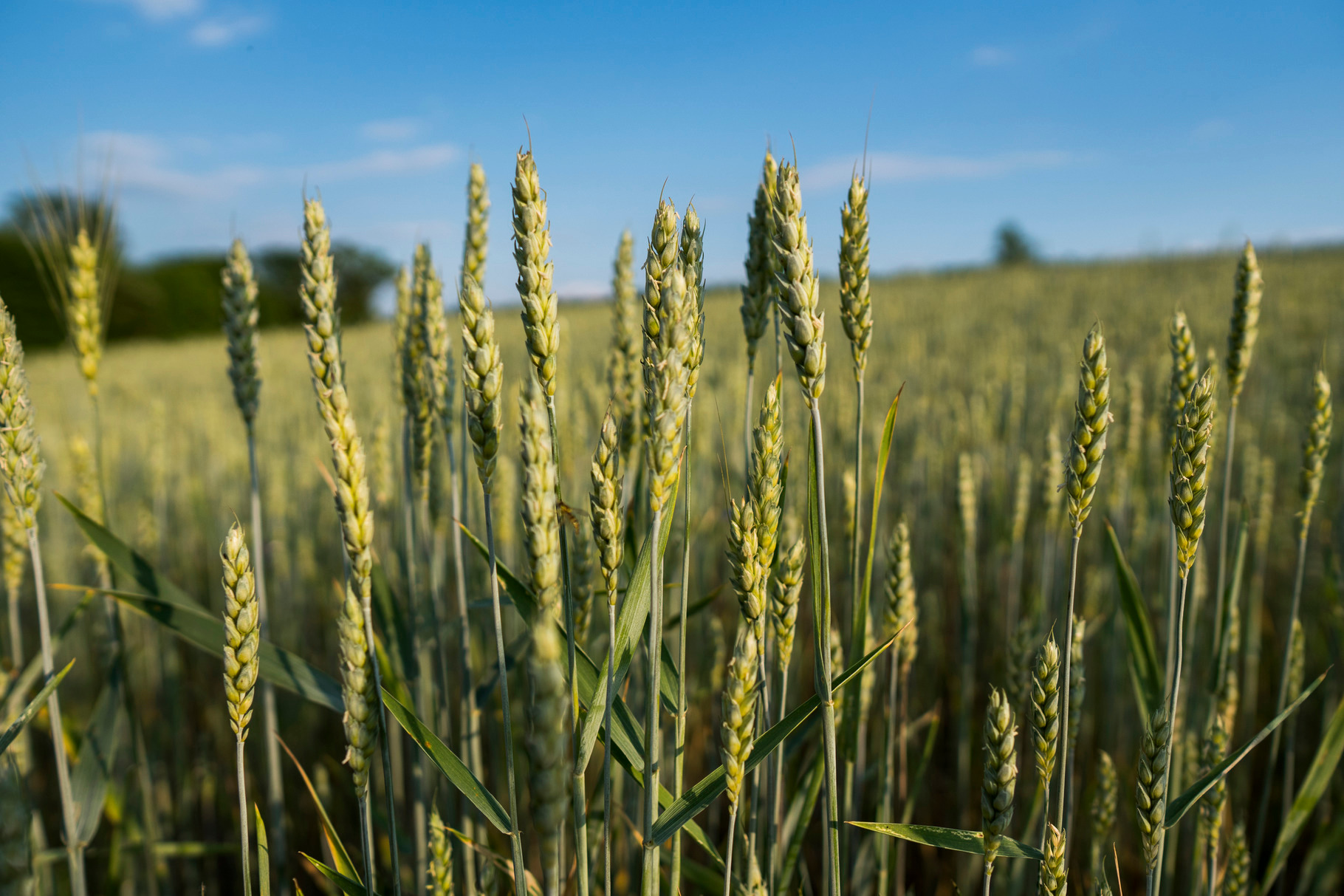Young green wheat field ripening stock photo containing green and wheat, a Nature Photo by volodymyrshtun13795