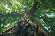 98 Trees view from below, a Nature Photo by Handmadefont (Thumbnail 10 of 98)