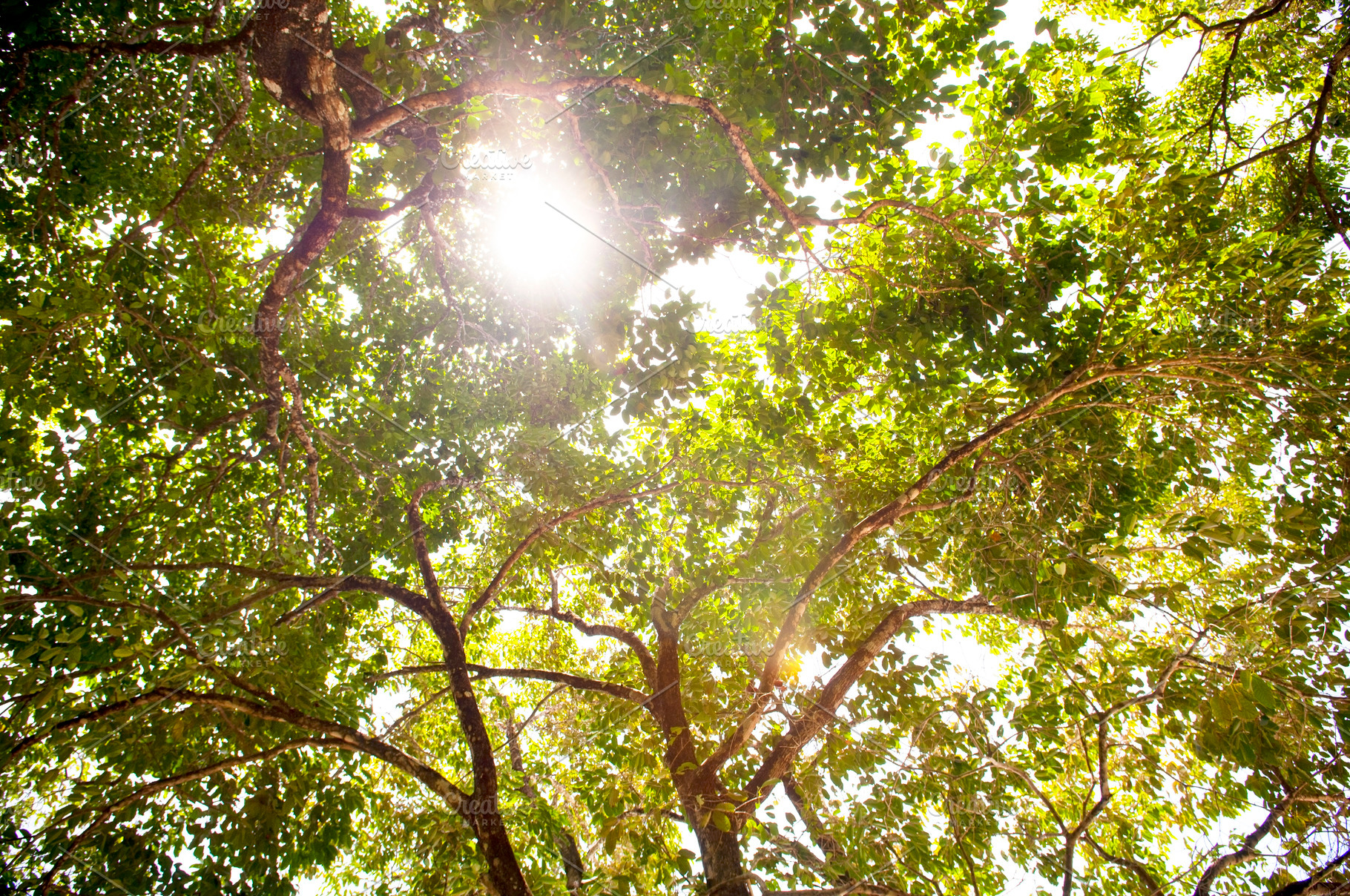 Tree Canopy, a Nature Photo by THP Creative