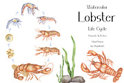 Watercolor Lobster Life Cycle, an Education Illustration by MayaNavits (Thumbnail 1 of 7)