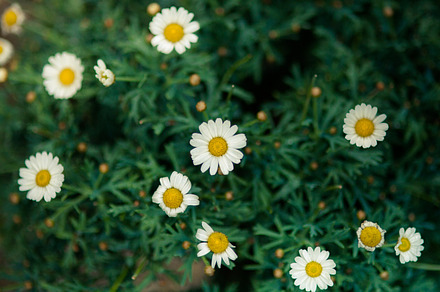 Green stock photo containing nature and green preview 6