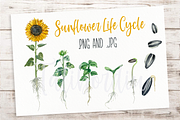 Sunflower Life Cycle Clip Art, an Illustration by Tati Bordiu (Thumbnail 1 of 4)