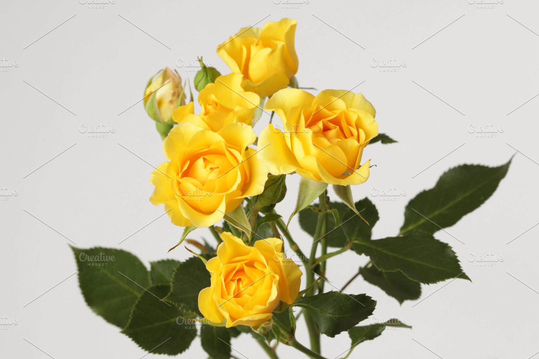 Yellow roses flower bouquet, a Nature Photo by Liliia Rudchenko