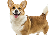 120+ Dog white background Bundle, an Animal Photo by Virgo Studio (Thumbnail 10 of 12)