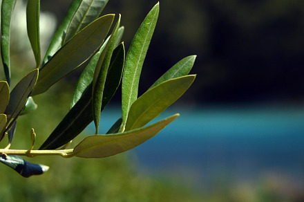 Olive tree containing tree, olive, and olivetree