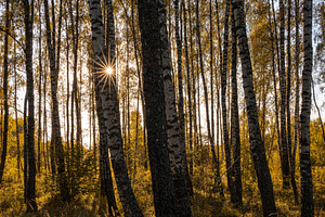 Sun setting through birch tree trunks in forest. Golden light illuminating autu, a Nature Photo by Eugene_Photo