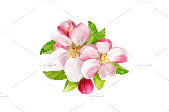 Apple tree blossoms with green leaf preview 2