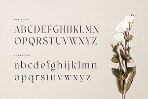 Bailey - Classy Luxury Logo Font