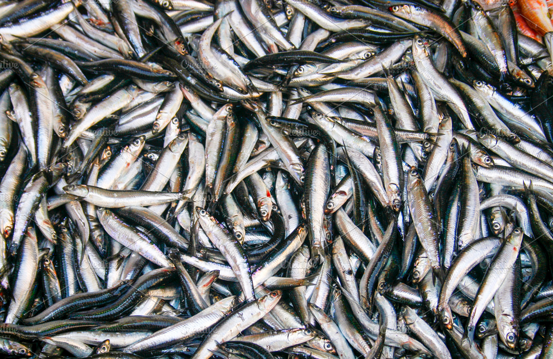 Sardines background
