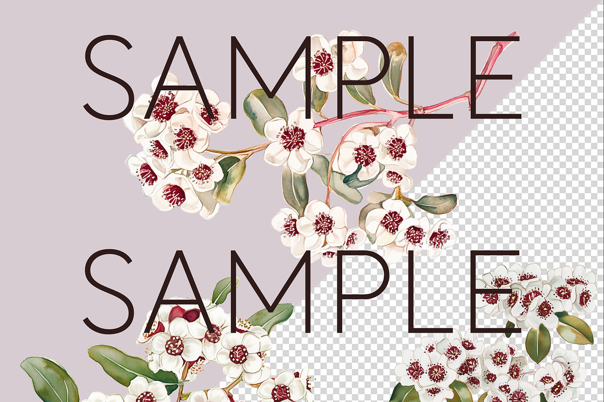 Fragonia Australian Floral Clipart, a Decorative Illustration by Pawcasso's Portraits (Photo 5 of 6)