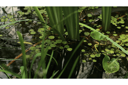 Beautiful greenery in swamp, a Nature Photo by Media Whale Stock